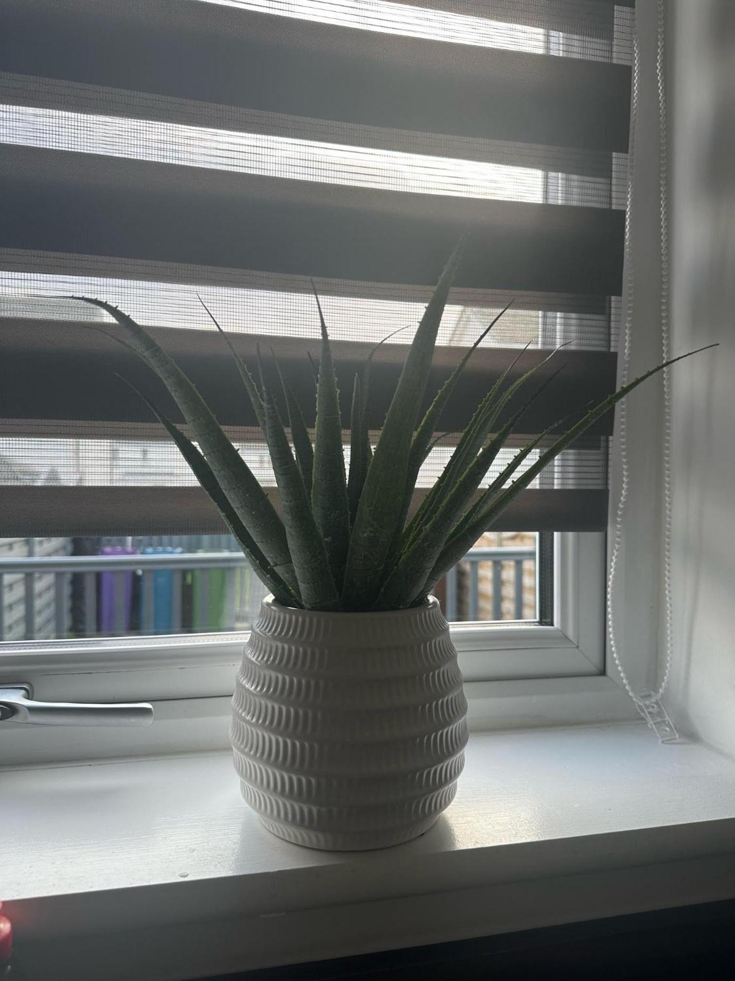Black Daisy 格拉斯哥 外观 照片